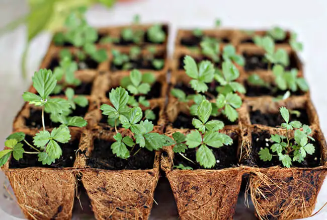 How Long To Grow Strawberries From Seed - how to grow strawberry from seed