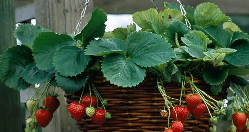Hanging Strawberry Planter