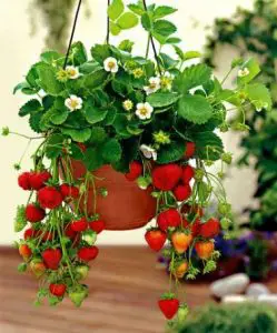 Ultimate Hanging Strawberry Planter