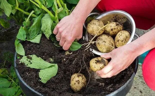 Harvesting Container Potatoes