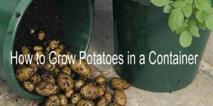 How to Grow Potatoes in a Container