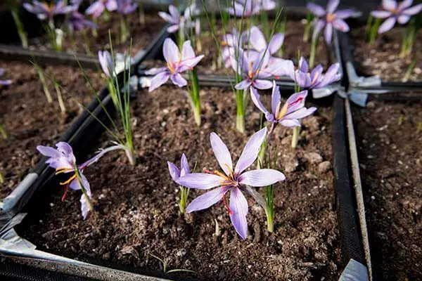 How to Grow Saffron at home