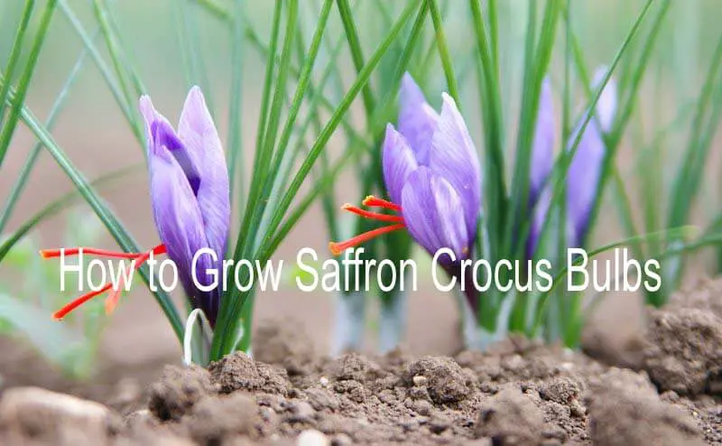 How to Grow Saffron at home