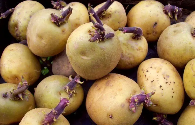 growing potatoes in containers