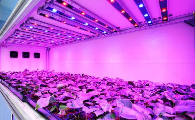 LED Grow Lights Review