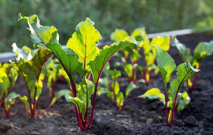 How To Start A Vegetable Garden