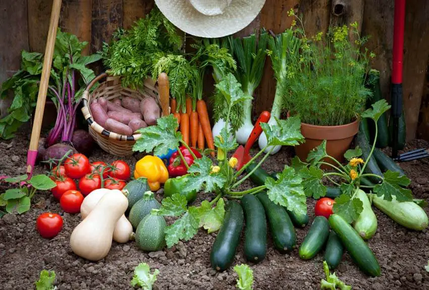 Vegetable Garden