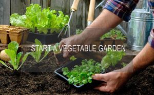 How To Start A Vegetable Garden
