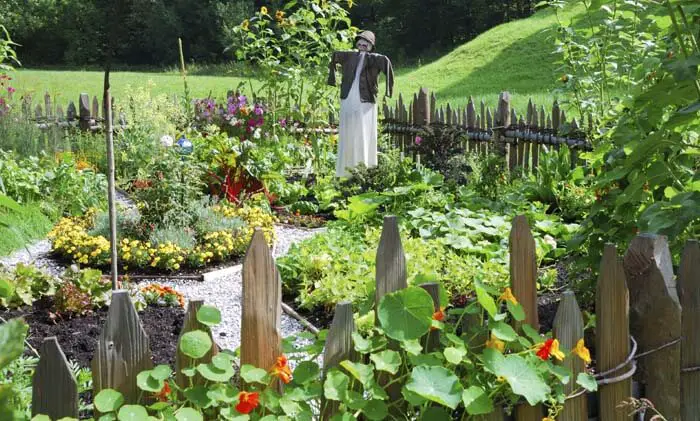 How To Start A Vegetable Garden