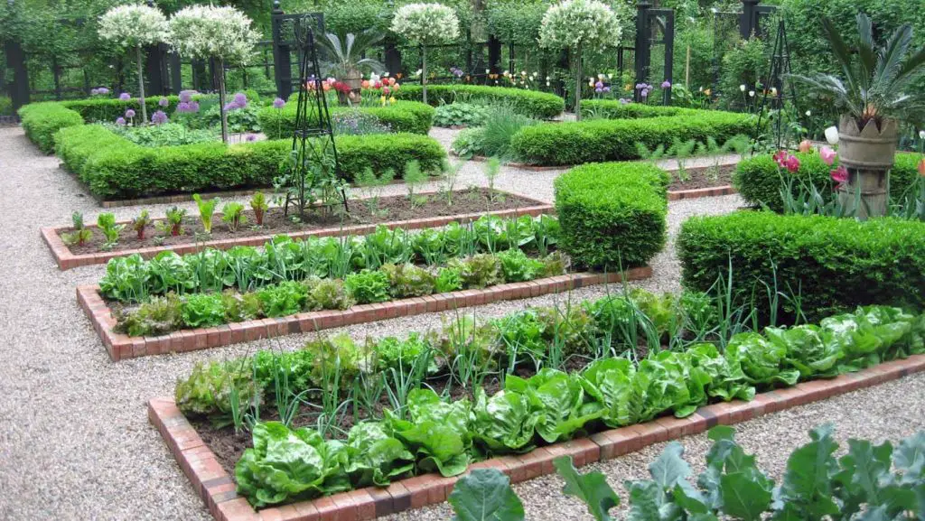 Vegetable Garden Layout and Ways To Improve – My Garden Plant