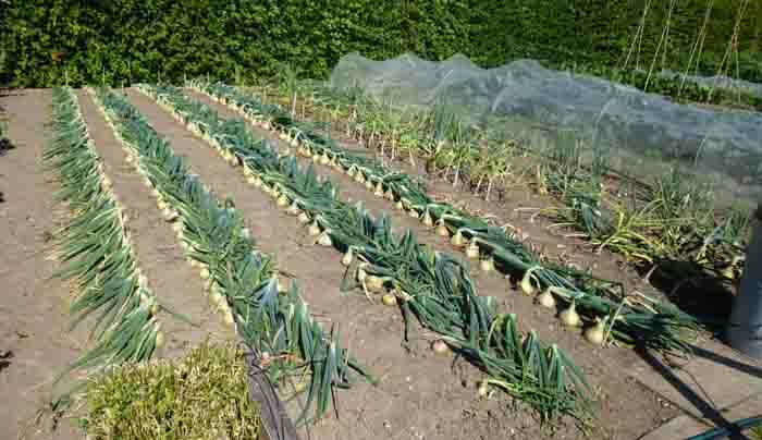 vegetable garden layout