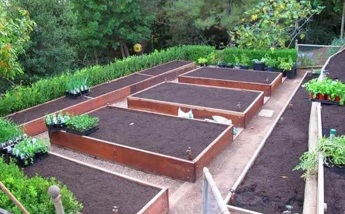 vegetable garden layout