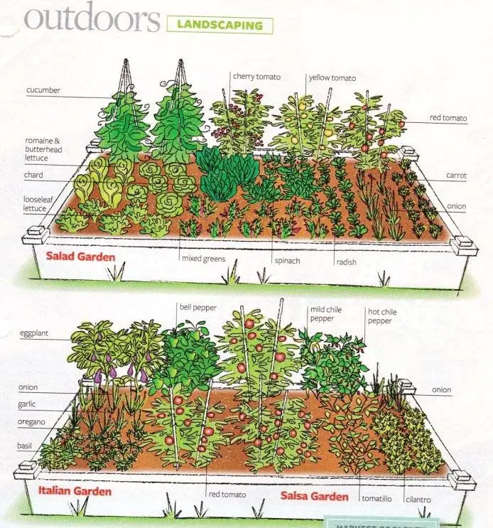 Vegetable Garden Layout and Ways To Improve - My Garden Plant.