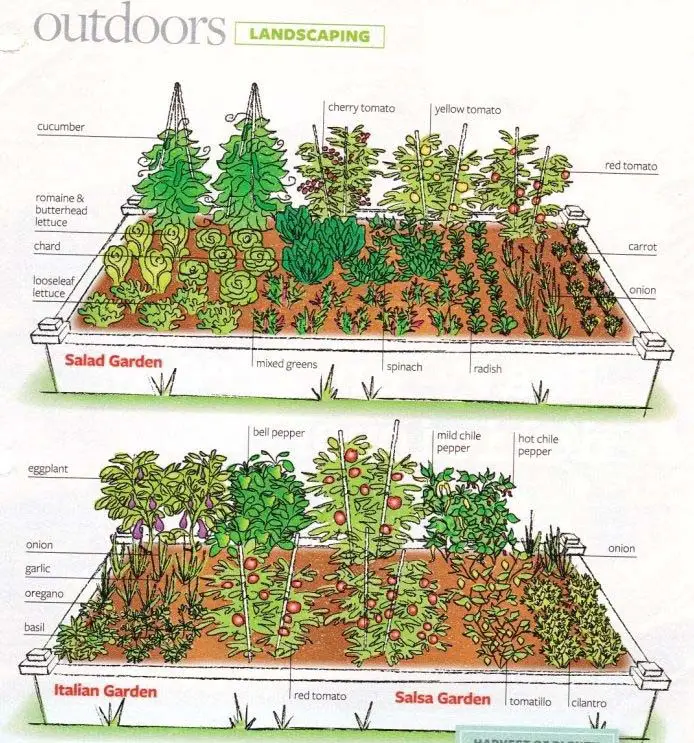 vegetable garden plan layout for raised beds