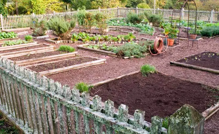 vegetable garden plants