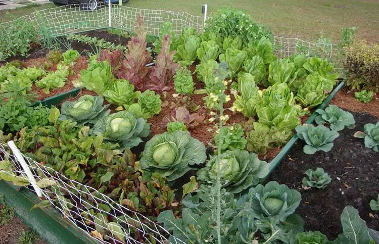 vegetable garden plants