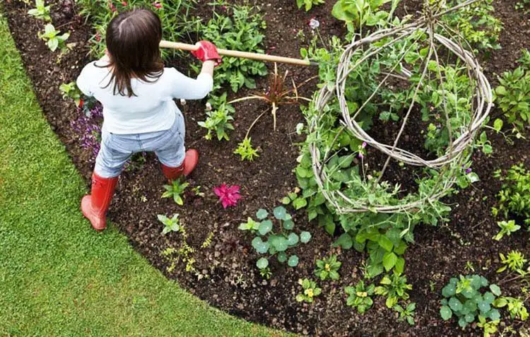 vegetable garden plants