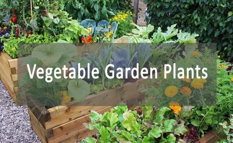 Vegetable Garden Plants And Tips For Improving Growth - MyGardenPlant