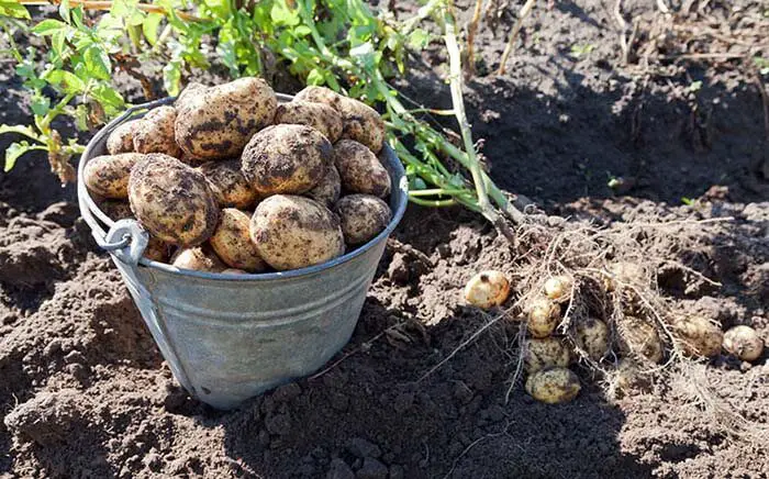 How Long Does It Take To Grow Potatoes