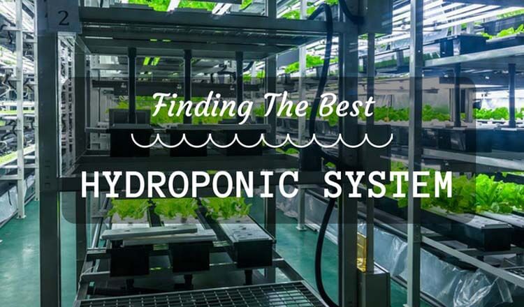 hydroponic system
