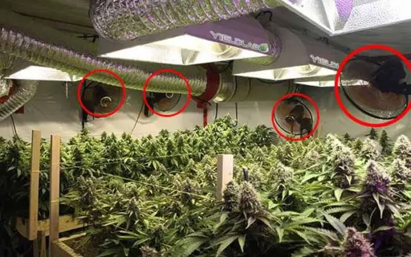 A Grow Room Setup: Step By Step Guide - MyGardenPlant