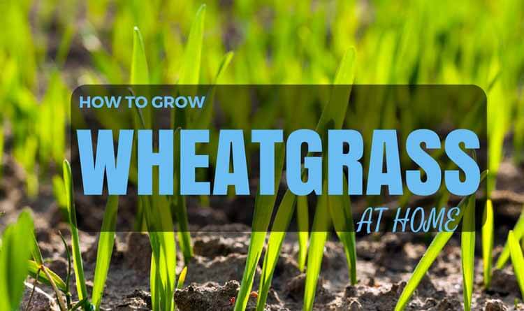 grow wheatgrass
