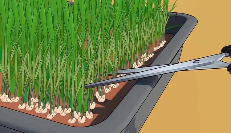 how to grow wheatgrass