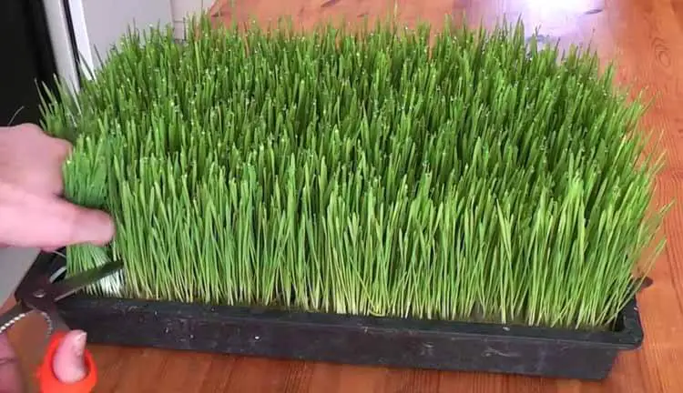 how to grow wheatgrass