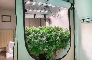Factors To Think For Choosing A Grow Tent
