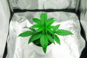 Important Benefits Of The Grow Tent Step To Step