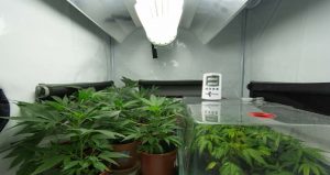 How to Cool a Grow Tent