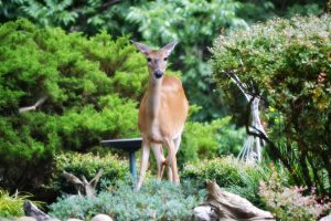 Best Ideas for Designing Deer-Proof Gardens - My Garden Plant