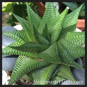 Fairy’s Washboard Plant, Haworthia limifolia - Succulent Care