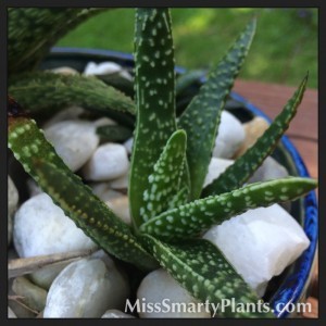 Gasteria - Succulent Care