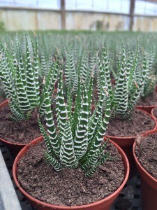 Haworthia zebrina