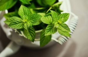 how to grow peppermint from seed