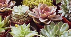 variety-of-succulent-plants