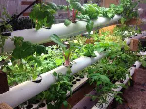 Hydroponic systems Plant Tech