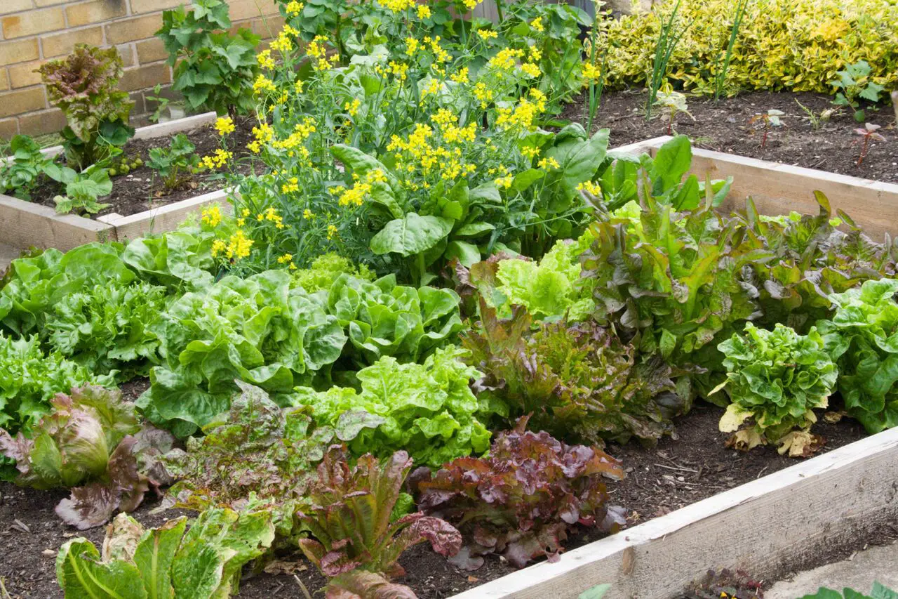 Vegetable Garden Ideas for Your Tiny House