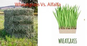 Wheatgrass and Alfalfa Sprouts