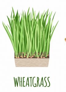 Why Grow Wheatgrass