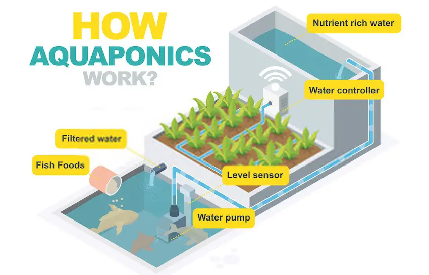 How Aquaponic Gardening Work