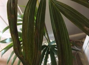 Brown leaves of Kentia Palm