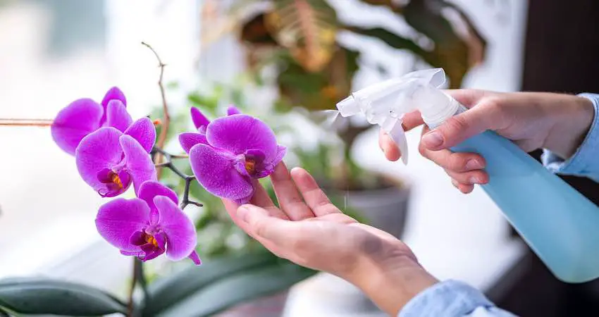 How to Bloom Orchids Indoors