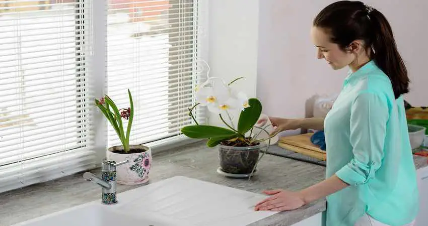 How to speed up the blooming phase of orchids