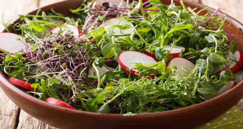 What Are Microgreens