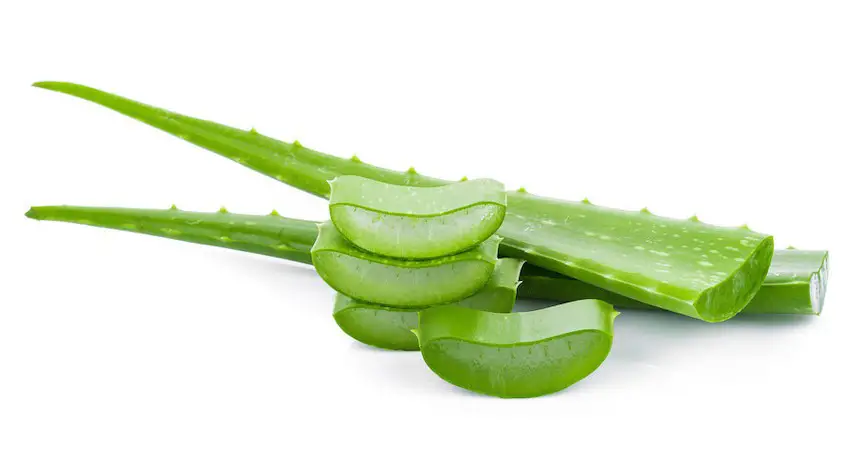 What Food Is Good For Aloe Vera Plants