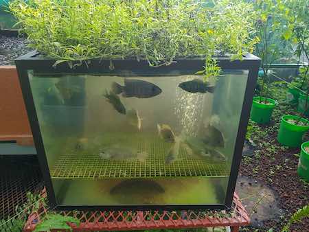 What is Aquaponic Gardening