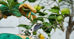 How to Care for Lemon Tree Indoors