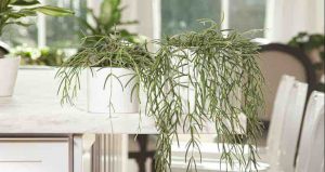 The Ultimate Care Guide for Hoya Linearis Plant